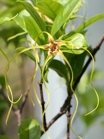 Strophanthus caudatus