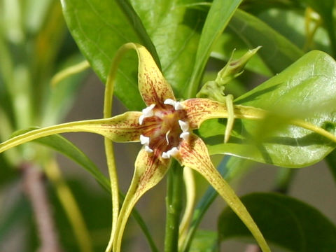 Strophanthus caudatus