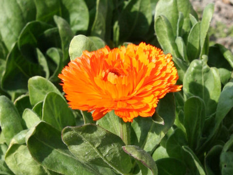 Calendula officinalis