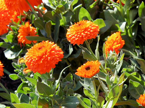 Calendula officinalis