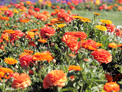 Calendula officinalis