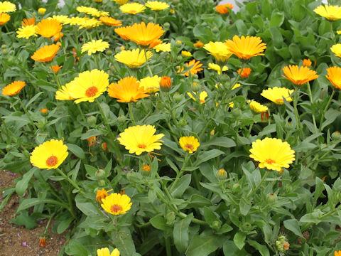 Calendula officinalis cv. Simplicity Mixed