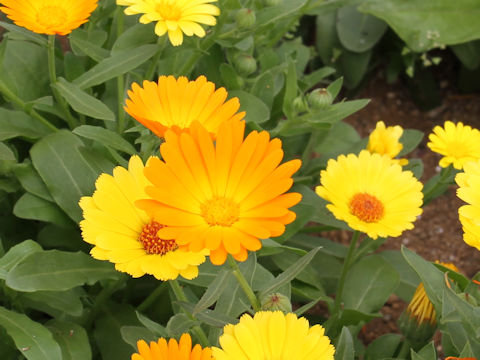 Calendula officinalis cv. Simplicity Mixed