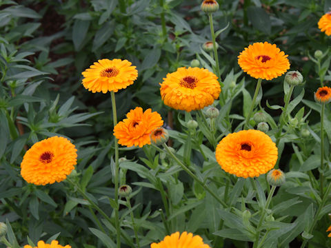 Calendula officinalis