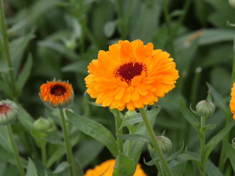 Calendula officinalis