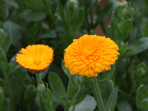 Calendula officinalis