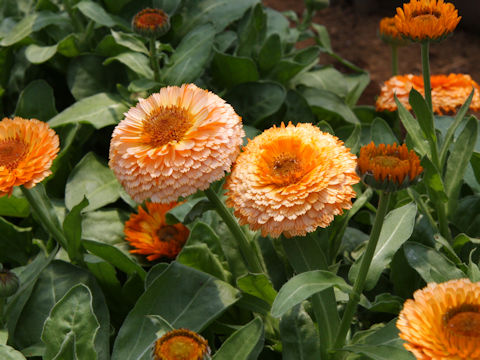 Calendula officinalis cv. Pink Surprise