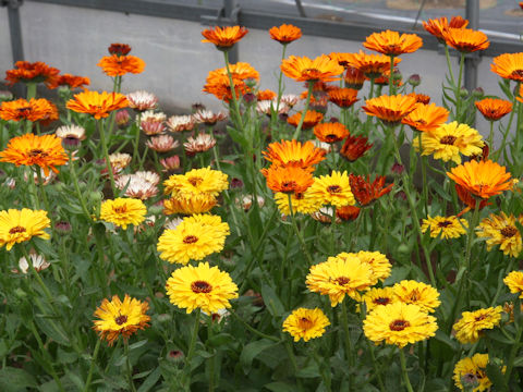 Calendula officinalis cv. Touch of Red