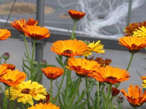 Calendula officinalis cv. Touch of Red