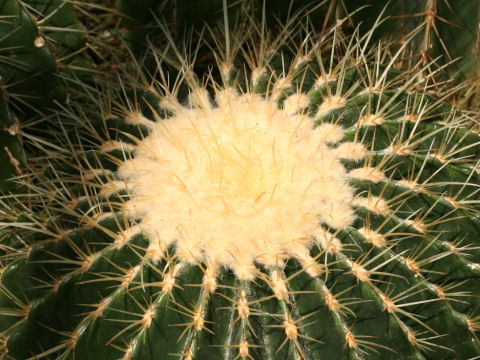 Echinocactus grusonii