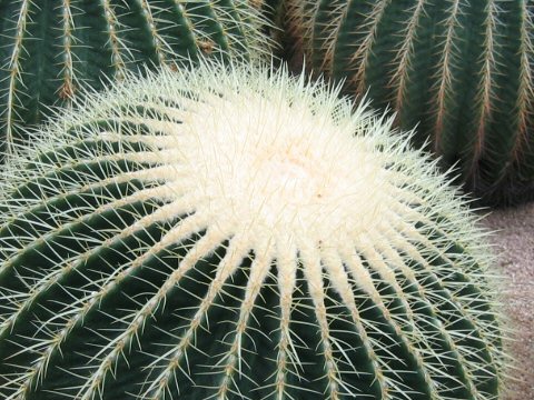 Echinocactus grusonii