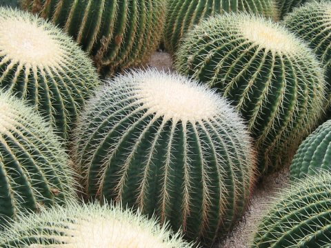 Echinocactus grusonii