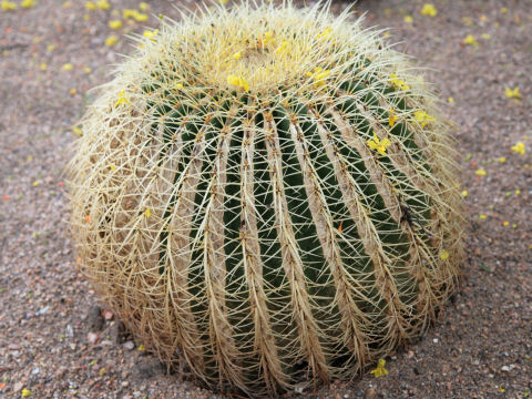 Echinocactus grusonii