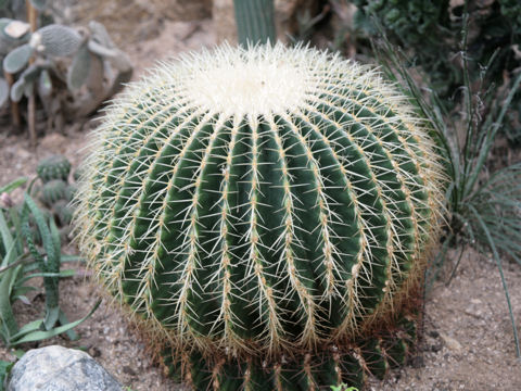 Echinocactus grusonii