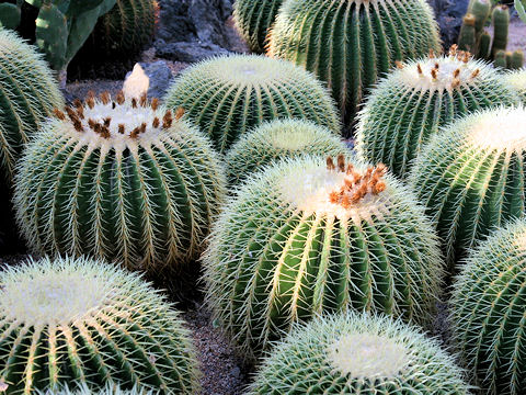 Echinocactus grusonii