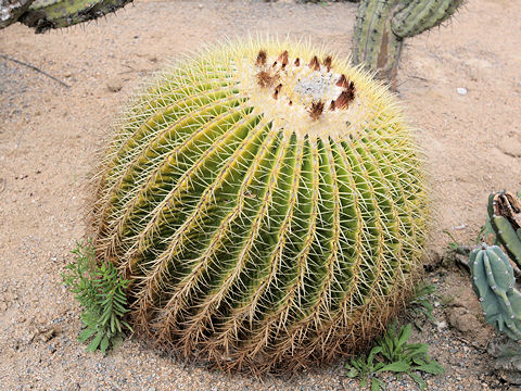 Echinocactus grusonii