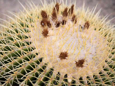 Echinocactus grusonii