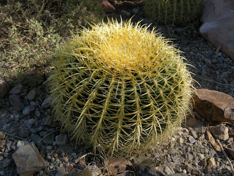 Echinocactus grusonii