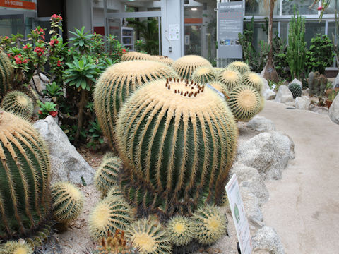 Echinocactus grusonii