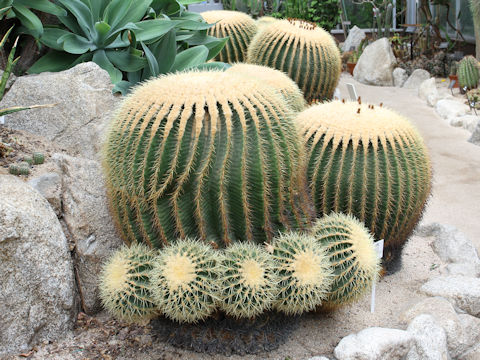 Echinocactus grusonii