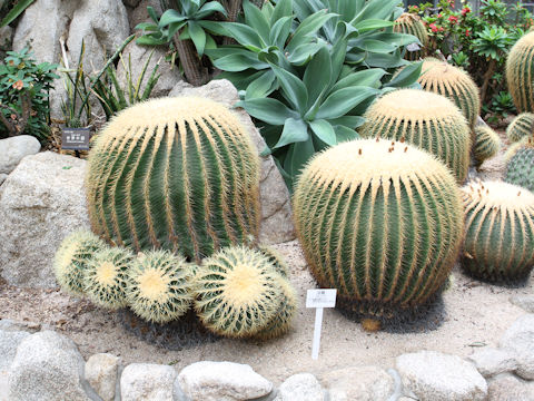 Echinocactus grusonii