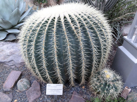 Echinocactus grusonii