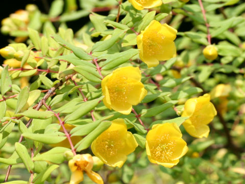 Hypericum patulum