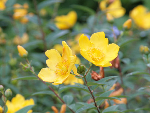 Hypericum patulum