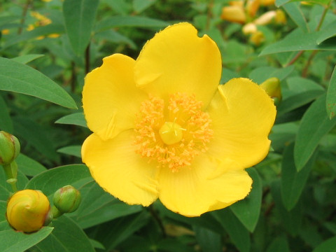 Hypericum patulum cv. Hidcote