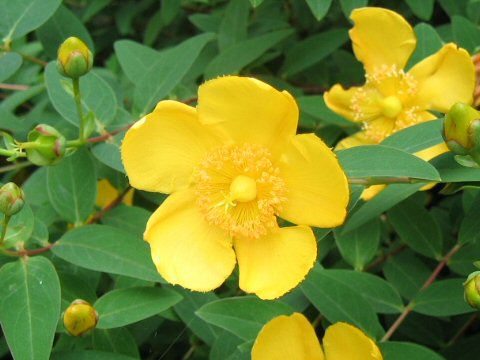 Hypericum patulum cv. Hidcote