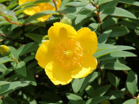 Hypericum patulum