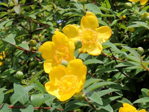 Hypericum patulum