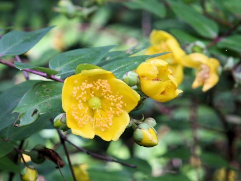 Hypericum patulum