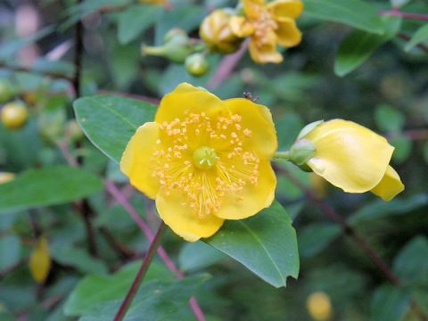 Hypericum patulum