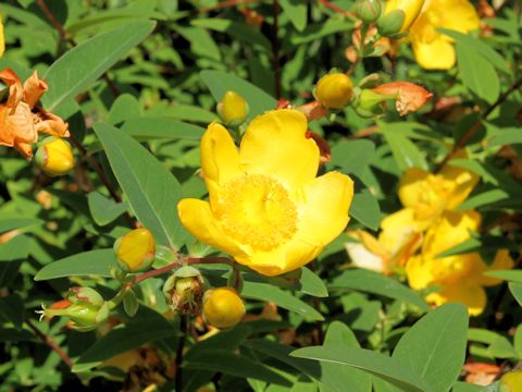 Hypericum patulum cv. Hidcote