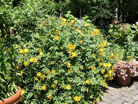 Hypericum patulum cv. Hidcote