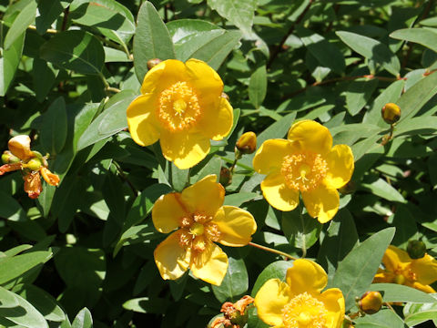 Hypericum patulum cv. Hidcote