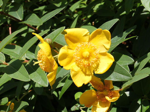 Hypericum patulum cv. Hidcote