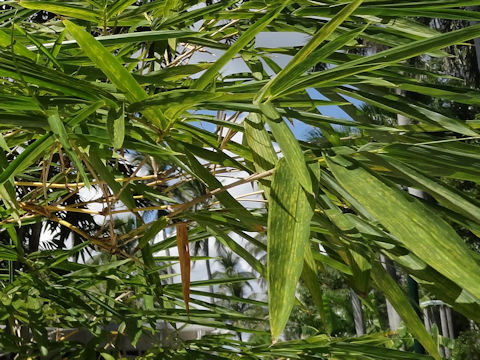 Bambusa vulgaris cv. Vittata