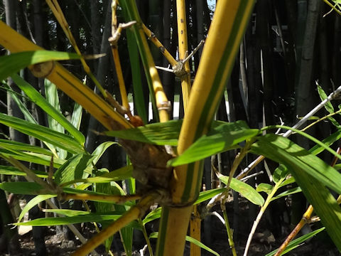 Bambusa vulgaris cv. Vittata