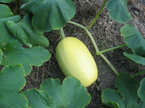 Cucurbita pepo