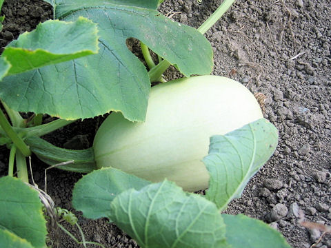 Cucurbita pepo