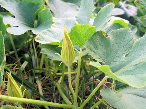 Cucurbita pepo