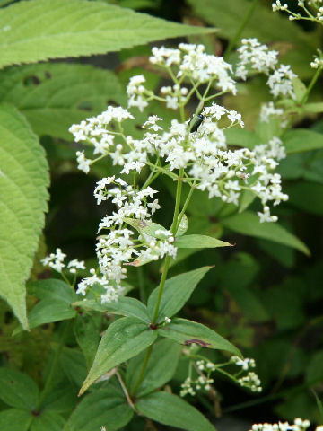 Galium kinuta