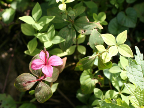 Galium kinuta