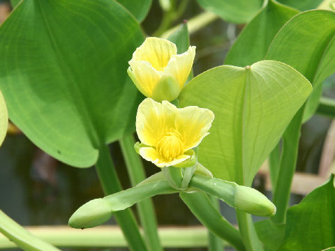 Limnocharis flava