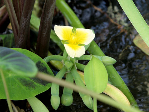 Limnocharis flava