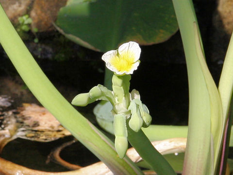 Limnocharis flava