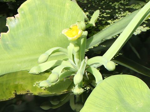 Limnocharis flava