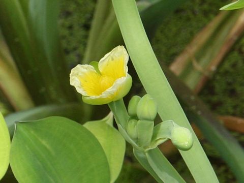 Limnocharis flava